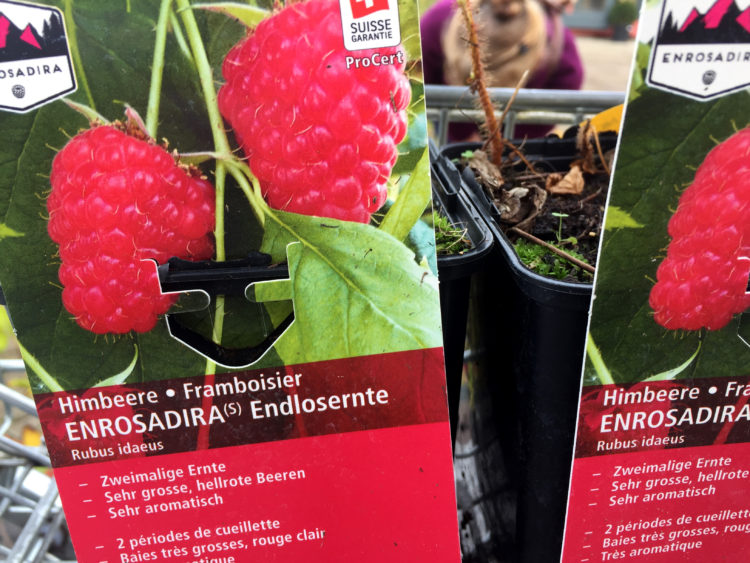 Endlich auch im eigenen Garten! - Enrosadira