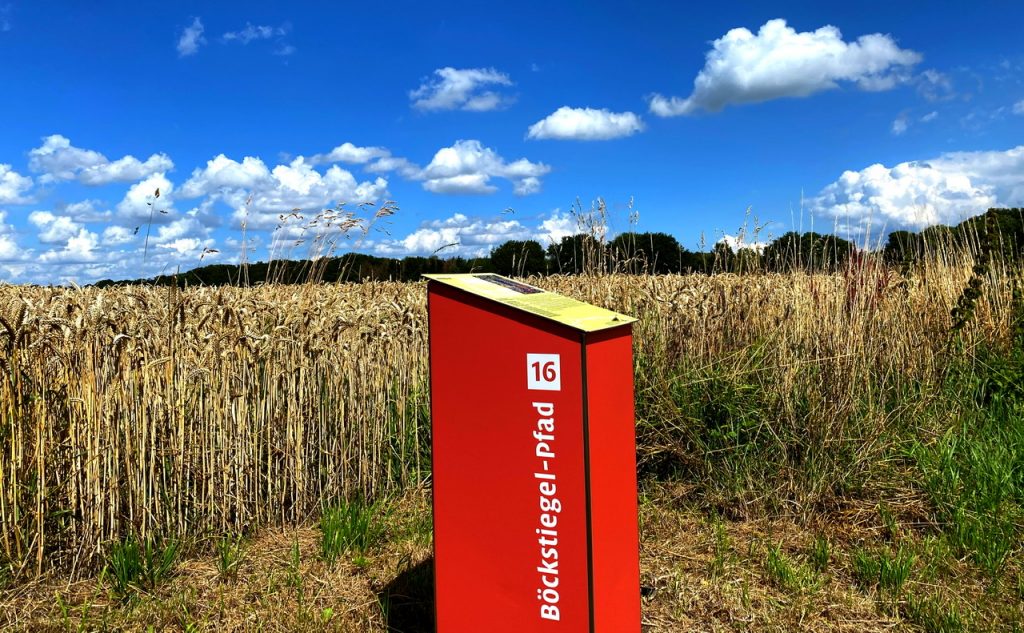 Reife getreidefelder in Arrode bei Werther/Westalen am teutoburger Wald. Kunstpfad, Böckstiegelpfad